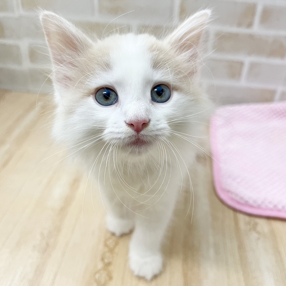 【送料込】 超絶イケメンなノルウェージャンくん＊ペットショップ犬の家京都 チャーム